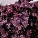 Shiso, roter Aka Shiso (aus Japan) - Perilla frutescens -...