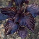 Shiso, roter Aka Shiso (aus Japan) - Perilla frutescens -...