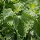 Shiso, grüner Ao Shiso (aus Japan) - Perilla...