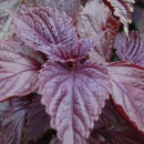 Shiso, violett Violet du Laos - Perilla frutescens -...