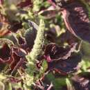 Amaranth Feuilles Rouges - Amaranthus tricolor - BIOSAMEN