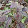 Amaranth Feuilles Rouges - Amaranthus tricolor - BIOSAMEN