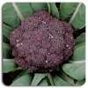 Broccoli Rosalind Purple - Brassica oleracea var. italica - BIOSAMEN