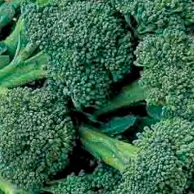 Broccoli Jets Verts - Brassica oleracea var. italica - BIOSAMEN