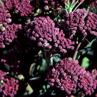Broccoli Jets Violets - Brassica oleracea var. italica - BIOSAMEN