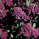 Broccoli Jets Violets - Brassica oleracea var. italica -...