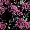 Broccoli Jets Violets - Brassica oleracea var. italica - BIOSAMEN