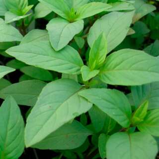 Basilikum, Teebasilikum Lime / Thai Lemon - Ocimum canum...