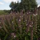 Basilikum, Thaibasilikum (Kleinblättrig) - Ocimum basilicum - BIOSAMEN