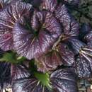 Asiasalat Osaka Purple - Brassica juncea - BIOSAMEN