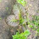 Asiasalat Osaka Purple - Brassica juncea - BIOSAMEN