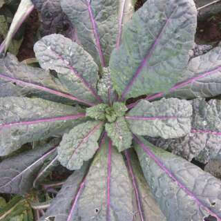 Palmkohl, Grünkohl Dazzling Blue - Brassica oleracea var. sabellica - BIOSAMEN