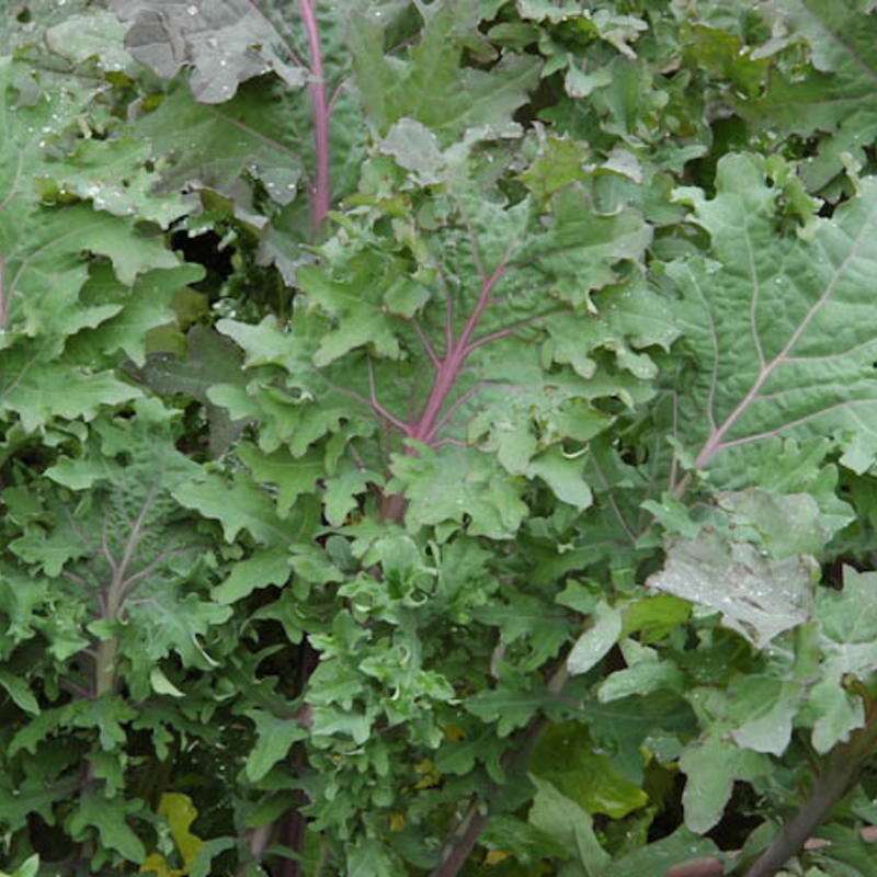 Schnittkohl, Scheerkohl Red Ursa - Brassica napus pabularis - BIOSAMEN