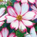 Cosmea, Schmuckkörbchen Candy Stripe - Cosmos...