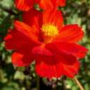 Cosmea, Schmuckkörbchen Cosmic Red - Cosmos...