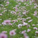 Cosmea, Schmuckkörbchen Daydream - Cosmos bipinnatus - BIOSAMEN