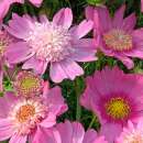 Cosmea, Schmuckkörbchen Pink Pop Socks - Cosmos bipinnatus - BIOSAMEN