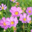 Cosmos Pink Pop Socks - Cosmos bipinnatus - graines...