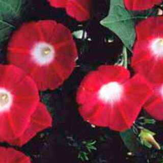 Prunkwinde 350 Samen Ipomoea purpurea Crimson Rambler Morning Glory Saatgut 