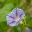 Winde, Purpur-Prunkwinde Dacapo Light Blue - Ipomoea...