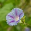 Winde, Purpur-Prunkwinde Dacapo Light Blue - Ipomoea purpurea - BIOSAMEN