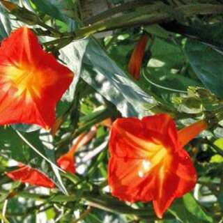 Winde, Prunkwinde Scarlet Creeper - Ipomoea luteola -...