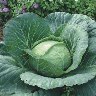 Kabis, Weisskohl Marché de Copenhague - Brassica oleracea var. capitata - BIOSAMEN