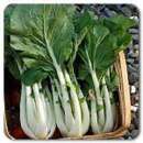 Pak Choi Pak Choy / Prize Choy - Brassica rapa subsp....