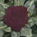 Blumenkohl Purple Cape - Brassica oleracea var. botrytis...