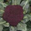 Blumenkohl Purple Cape - Brassica oleracea var. botrytis - BIOSAMEN
