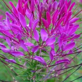 Spinnenblume Violet Queen - Cleome hassleriana - BIOSAMEN