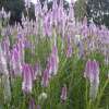 Celosie, Federbusch Flamingo - Celosia argentea - BIOSAMEN