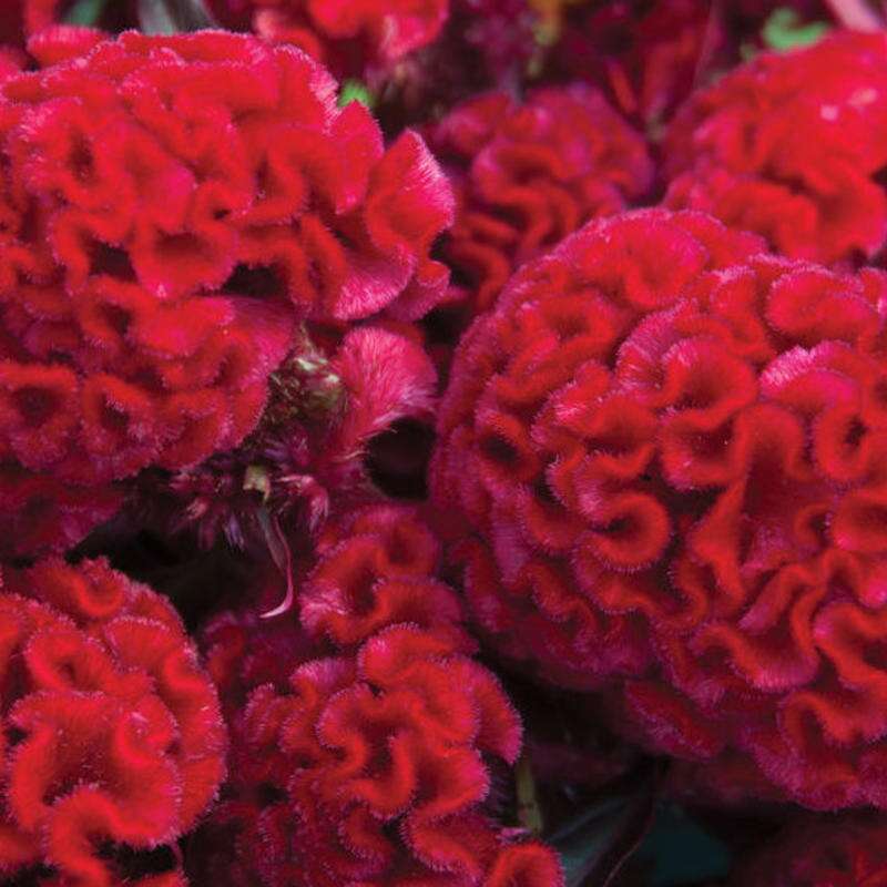 Celosie, Hahnenkamm Red Flame - Celosia cristata - BIOSAMEN