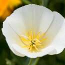 Kalifornischer Mohn White Linen - Eschscholzia californica - BIOSAMEN