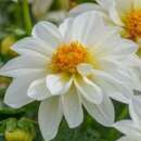 Dahlia Figaro White - Dahlia variabilis - BIOSAMEN