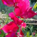 Wicke, Duftwicke Queen Alexandria - Lathyrus odoratus -...