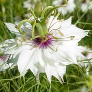 Jungfer im Grünen, Schwarzkümmel Miss Jekyll White - Nigella damascena - BIOSAMEN