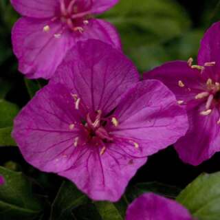 Nachtkerze Glowing Magenta - Oenothera kunthiana - BIOSAMEN