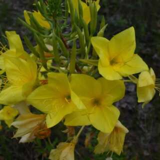 Nachtkerze - Oenothera rhombipetala - BIOSAMEN