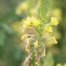 Nachtkerze - Oenothera rhombipetala - BIOSAMEN