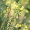 Nachtkerze - Oenothera rhombipetala - BIOSAMEN