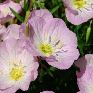 Nachtkerze Pink Petticoats - Oenothera speciosa var. rosea - BIOSAMEN