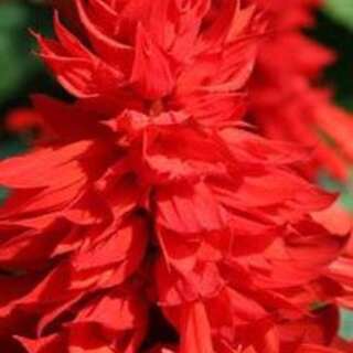 Salbei, Prachtsalbei Mojave Red - Salvia splendens - BIOSAMEN
