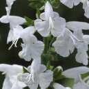 Salbei, Blutsalbei Summer Jewel White - Salvia coccinea -...