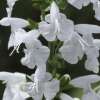 Salbei, Blutsalbei Summer Jewel White - Salvia coccinea - BIOSAMEN