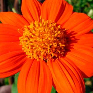 Tithonie, mexikanische Sonnenblume Torch - Tithonia...