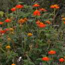 Tithonie, mexikanische Sonnenblume Torch - Tithonia rotundifolia - BIOSAMEN