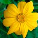 Tithonie, mexikanische Sonnenblume Yellow Torch - Tithonia speciosa - BIOSAMEN