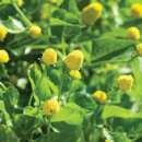 Parakresse Lemon Drops - Spilanthes oleracea - BIOSAMEN