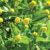 Parakresse Lemon Drops - Spilanthes oleracea - BIOSAMEN